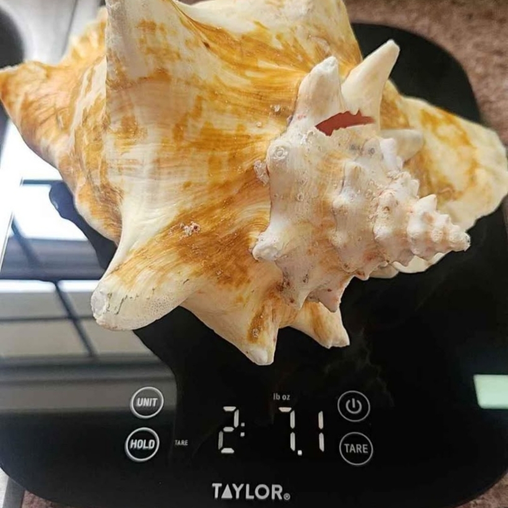 Natural Shell, Vintage - Picture 10 of 10